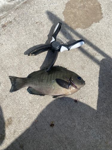 メジナの釣果
