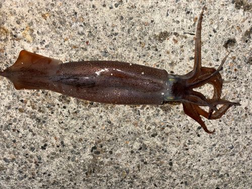 スルメイカの釣果