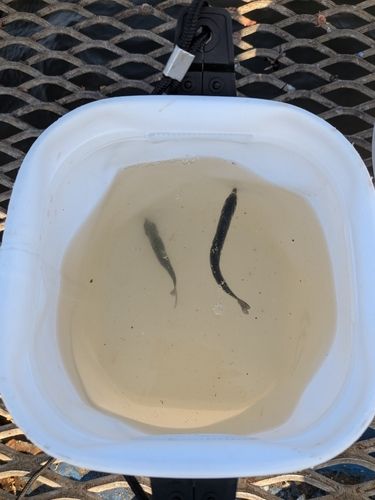 カタクチイワシの釣果