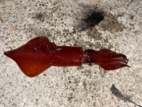 ケンサキイカの釣果