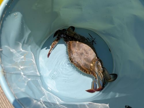 ワタリガニの釣果