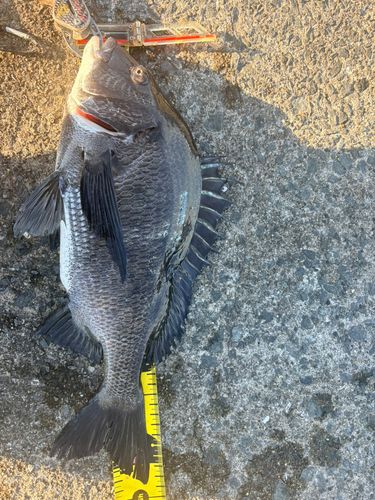 クロダイの釣果