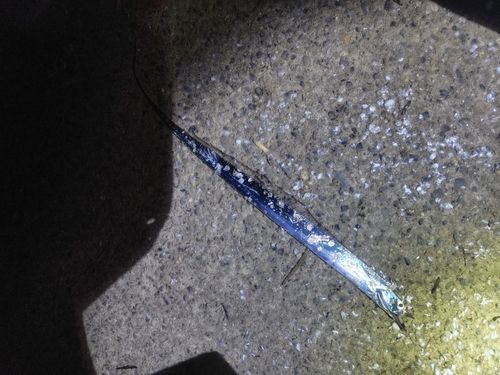 タチウオの釣果