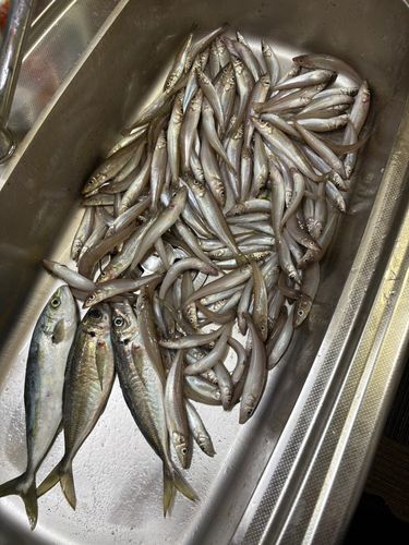 キスの釣果