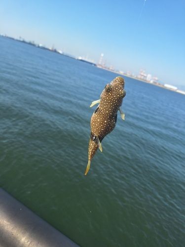クサフグの釣果