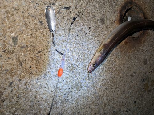 アナゴの釣果