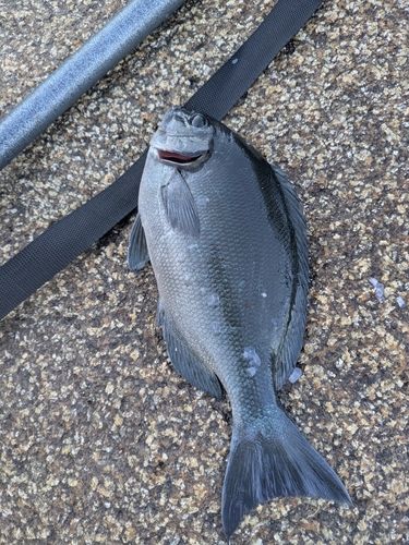 グレの釣果