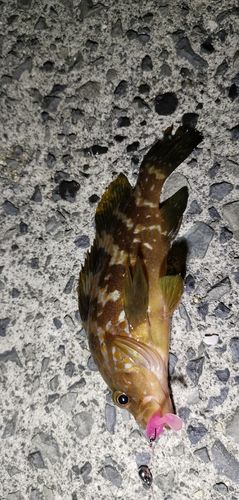 アコウの釣果