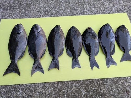 グレの釣果