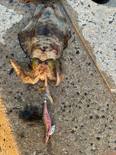 アオリイカの釣果