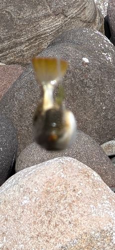 クサフグの釣果