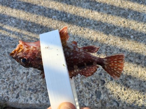ガシラの釣果