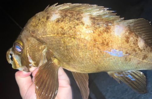 メバルの釣果