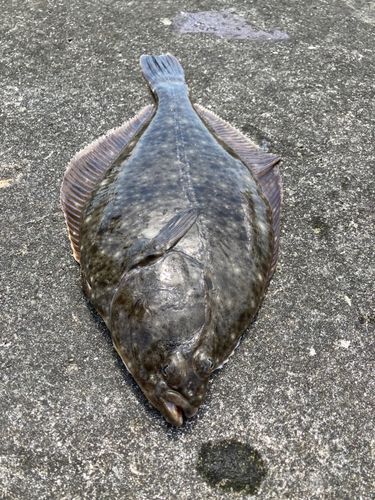 イシガレイの釣果