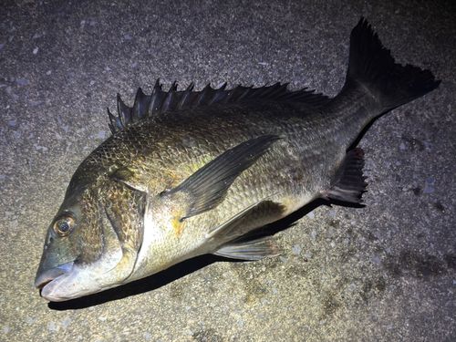 クロダイの釣果