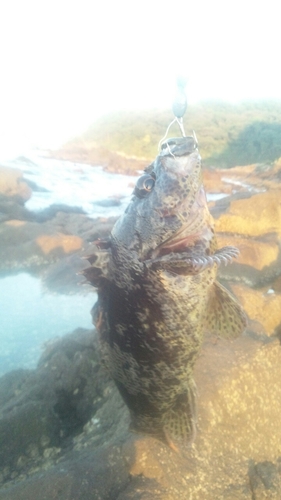 ムラソイの釣果