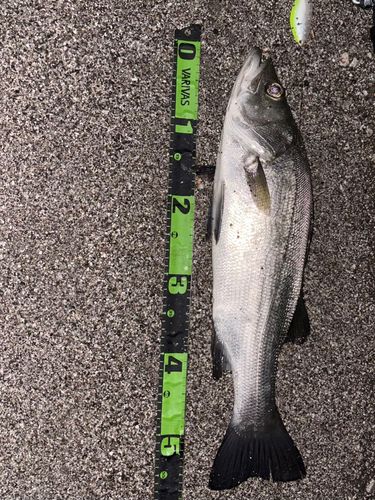 シーバスの釣果