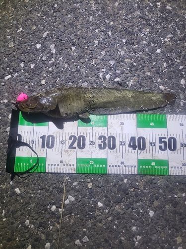 ナマズの釣果