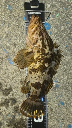 タケノコメバルの釣果
