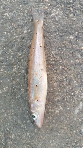キスの釣果