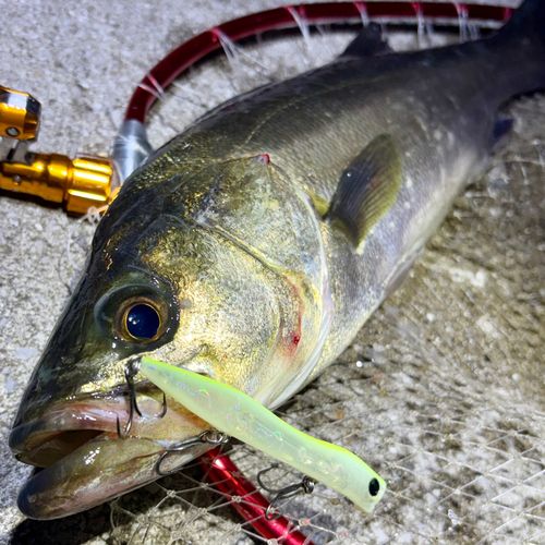 フッコ（マルスズキ）の釣果