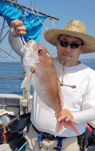 マダイの釣果