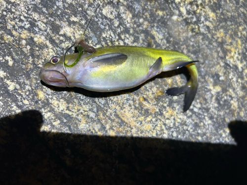 ウナギの釣果