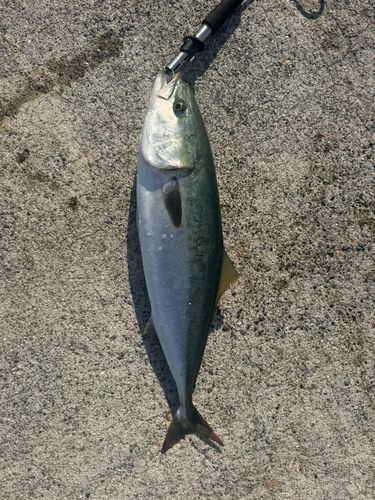 メジロの釣果