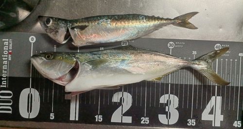 サバの釣果