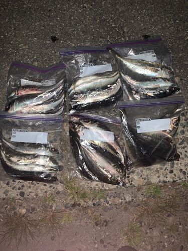 アジの釣果