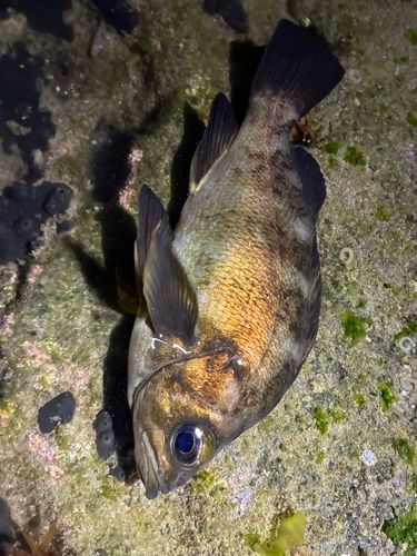 メバルの釣果