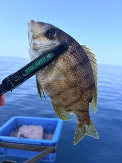 メイチダイの釣果