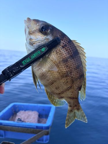 メイチダイの釣果