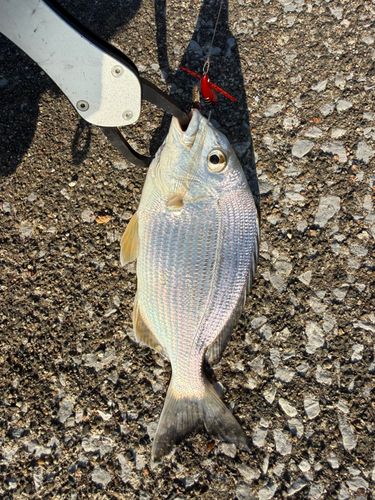 ヘダイの釣果