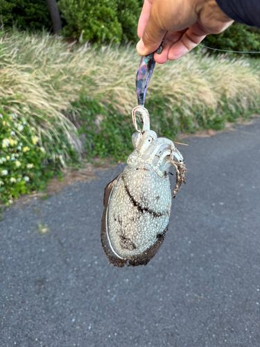 シリヤケイカの釣果