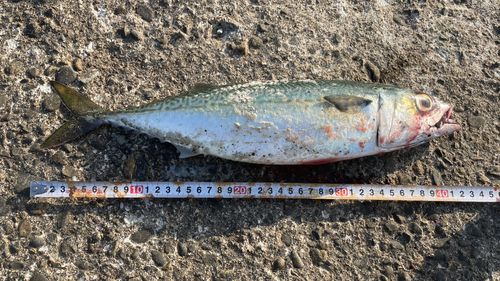 サバの釣果