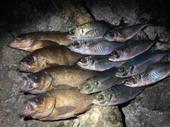 メバルの釣果