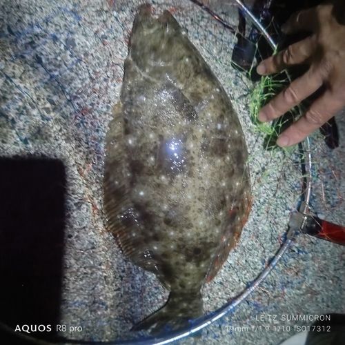 ソゲの釣果