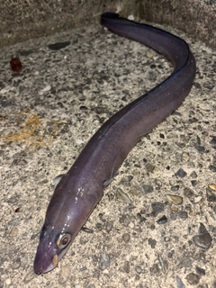 クロアナゴの釣果