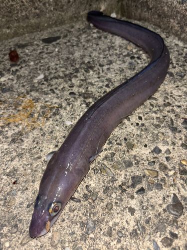 クロアナゴの釣果