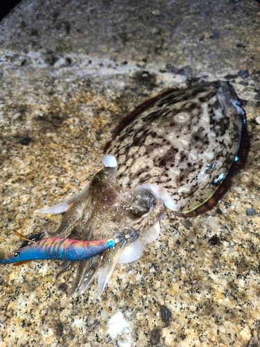 コウイカの釣果