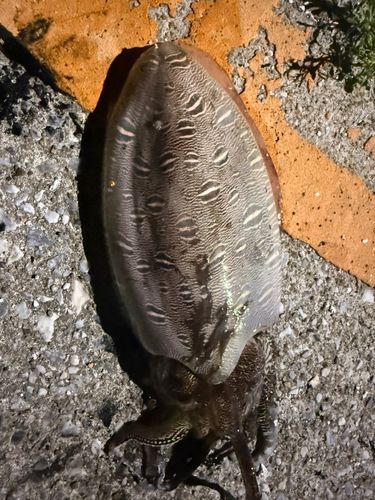モンゴウイカの釣果