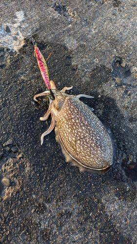 関東地方で釣れたイカ - アングラーズ | 釣果600万件の魚釣り情報サイト