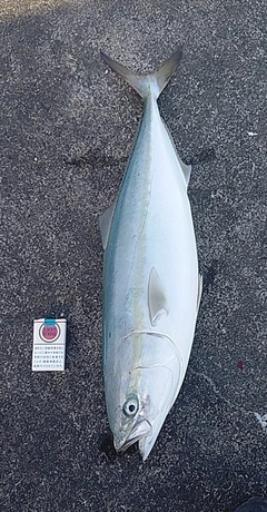 ブリの釣果
