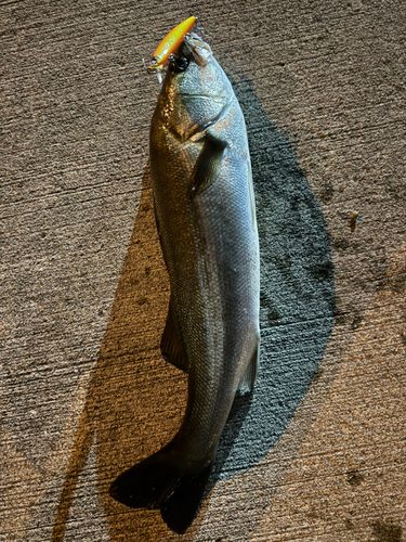 フッコ（マルスズキ）の釣果