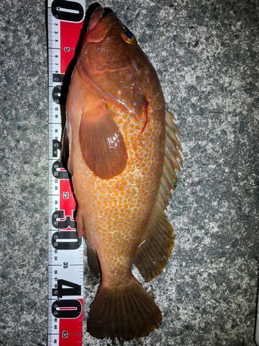 アコウの釣果