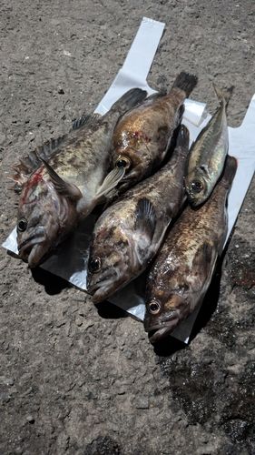 メバルの釣果