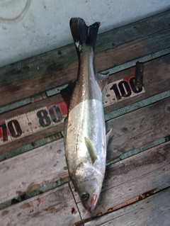 シーバスの釣果