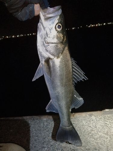 フッコ（マルスズキ）の釣果