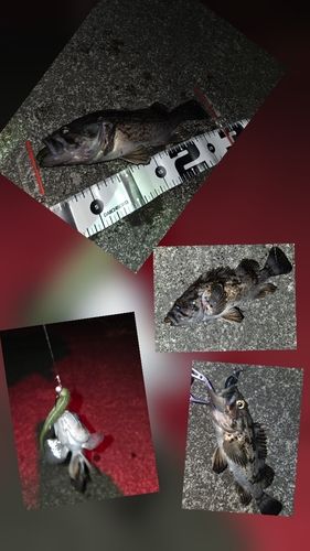 クロソイの釣果